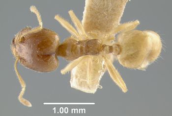 Media type: image;   Entomology 20763 Aspect: habitus dorsal view